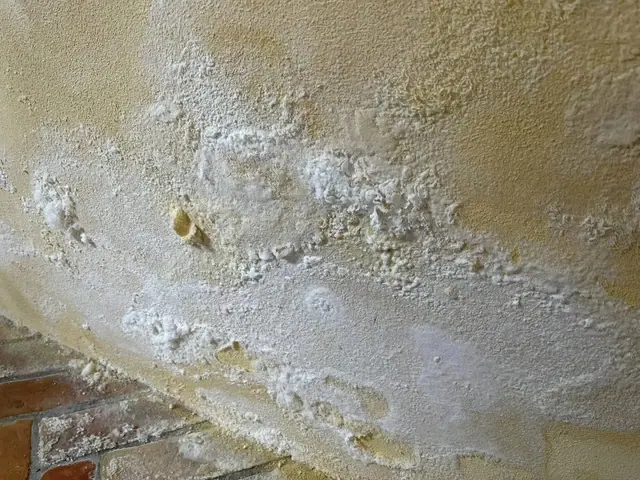 Enduit dégradé et dépôts blancs sur un mur humide